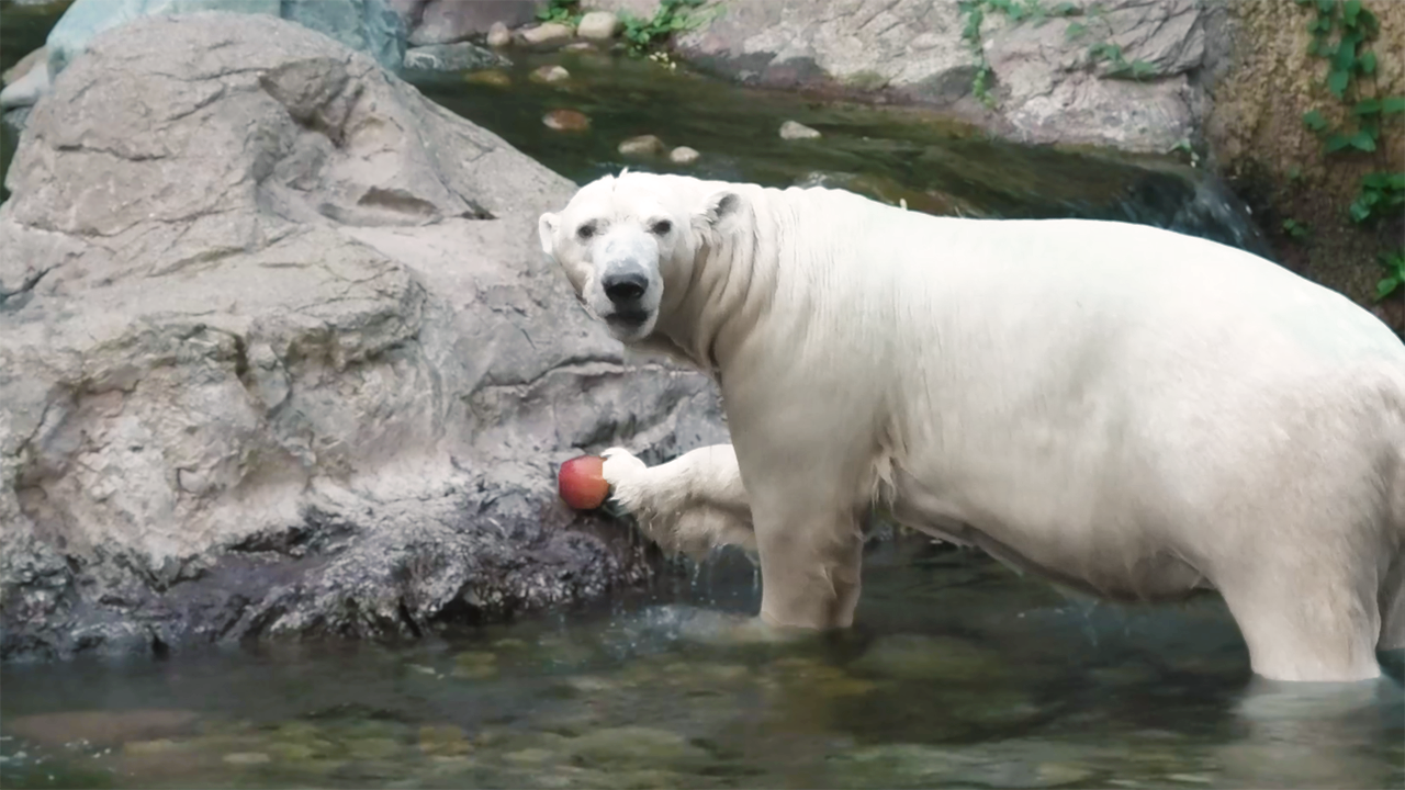 ホッキョクグマの『イッちゃん』をご紹介！ － しろくまTV